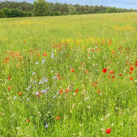 Im Mueritz Nyaraló *